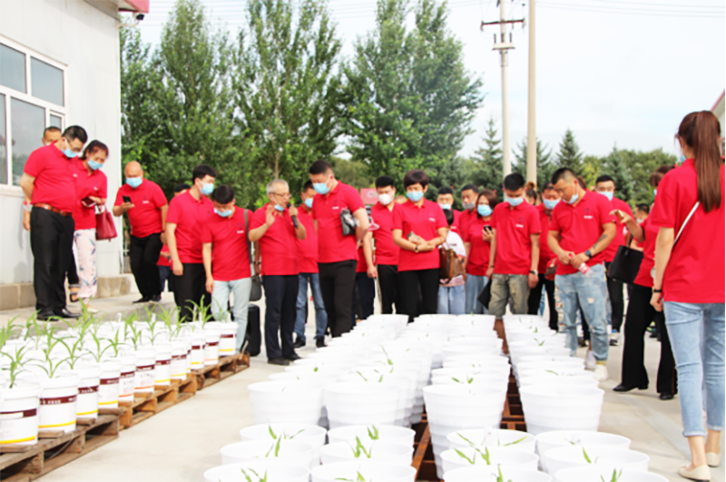 參觀玉米單倍體項(xiàng)目幼苗培養(yǎng) 參觀玉米單倍體項(xiàng)目幼苗培養(yǎng)